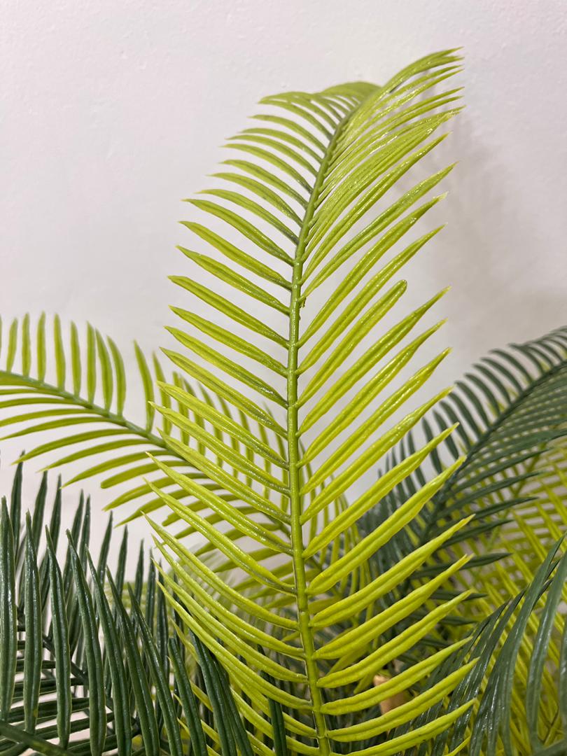 Planta de Palma 1.50m