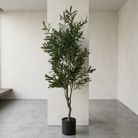 Árbol de Olivo 1.20m