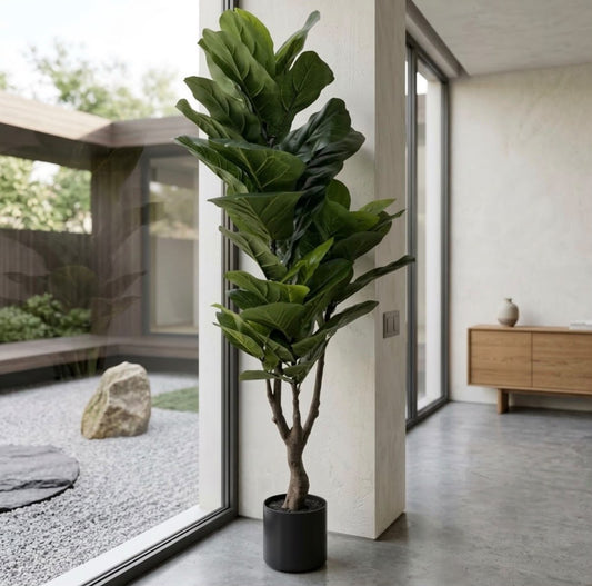 Ficus Lyrata 1.10m