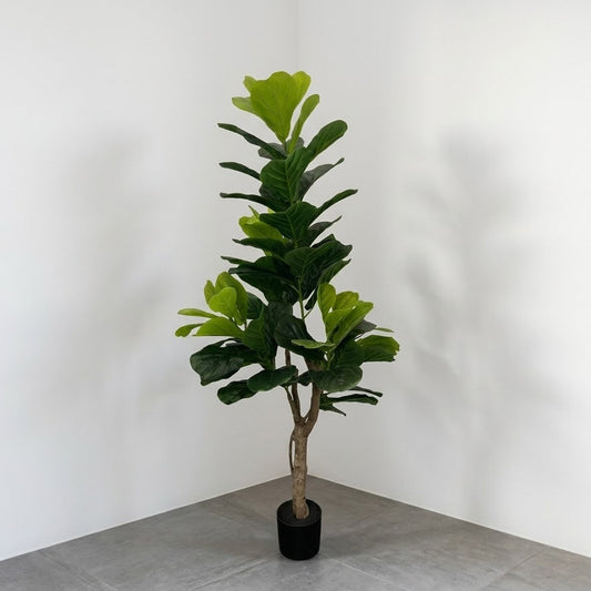 Planta Hoja de violín 1.50m