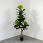 Planta Hoja de violín 1.50m