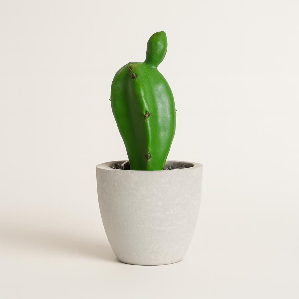 Mini Cactus