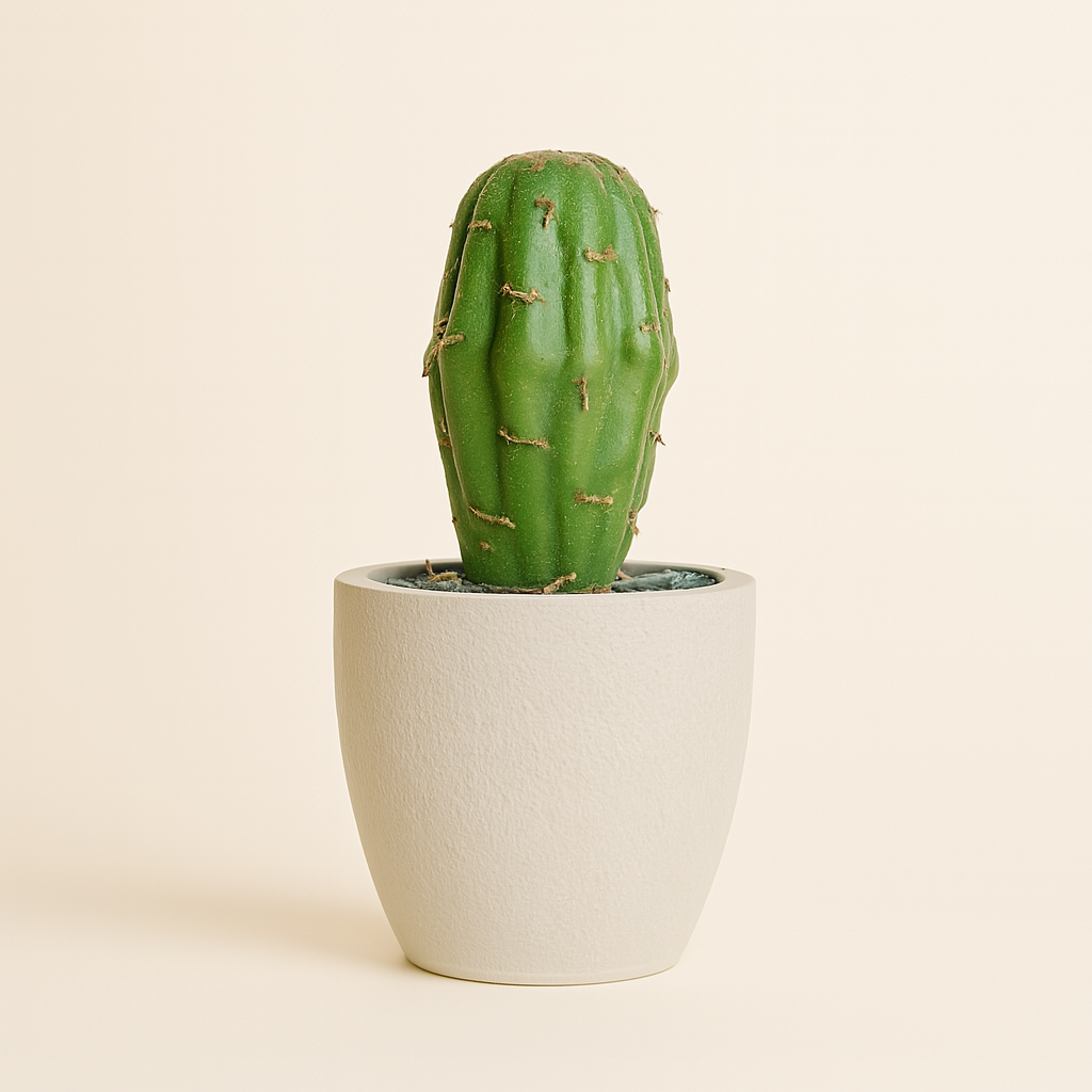 Mini Cactus