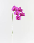 Orquídeas Phalaenopsis