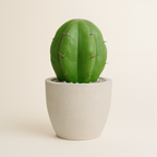 Mini Cactus