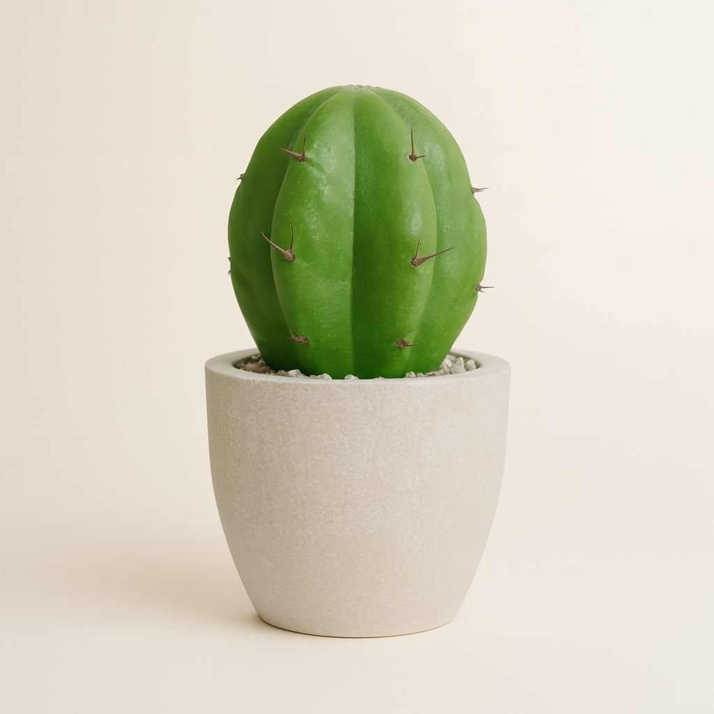 Mini Cactus
