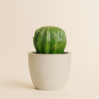 Mini Cactus