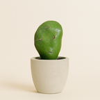 Mini Cactus
