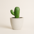 Mini Cactus